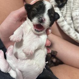 Cinnamon roll - Black and white male Shihpoo puppy in Denver, Colorado from Angel babies