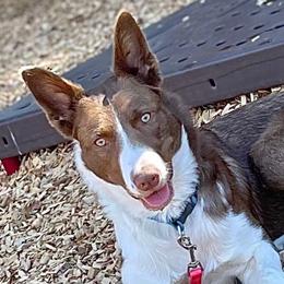 Piper - Border Collie