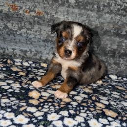 Willow - Blue merle female Miniature Australian Shepherd puppy in Liberty, Mississippi from Liberty Oaks Aussies and Dachshunds