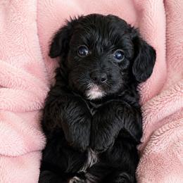 Mabel - Black and white female Aussiedoodle puppy in Byron, Georgia from Southern Olive Doodles 🫒