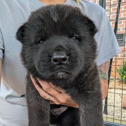 Nebula's Girl 4 - Black female Akita puppy in South Carolina from Sierra Mountain Akitas