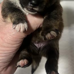 Gift Alpha Litter - Boy 2 (Blue Collar) Temporary Name: Shiawase - Red male Shiba Inu puppy in Brecksville, Ohio from Shomaisou Shiba Inu
