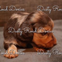 Pieter - Dapple male Dachshund puppy in Blanchard, Oklahoma from Dusty Road Doxies