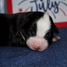 Star - Black tri female Miniature Australian Shepherd puppy in Kissee Mills, Missouri from Clinkenbeard Kennel