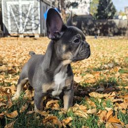 Tan - Blue male French Bulldog puppy in Fort Collins, Colorado from Blue Mountain French Bulldogs