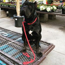 JD - Cane Corso