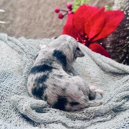 Ranger - Blue merle male Miniature Australian Shepherd puppy in Wauchula, Florida from Sun & Moon Aussies