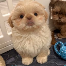 Charlie - Cream and white male Shih Tzu puppy in Galveston, Texas from 🌗 New Moon Shih Tzu 🌗