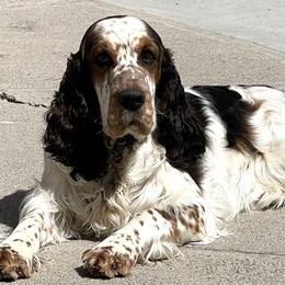 Moonlight - English Springer Spaniel