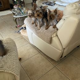 Yorkshire Terrier All Grown Up from My Yorkie Melts❤️❤️❤️