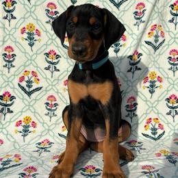 Amelia - Black and rust female Doberman Pinscher puppy in Coplay, Pennsylvania from By My Side Germans Shepherds & Dobermans
