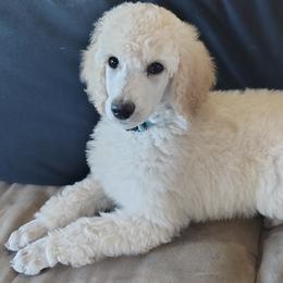 Havanese and Poodles from Ali-Ann Standard Poodles