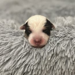 Girl 1 - Australian Cattle Dog puppy from Intermountain Australian Cattle Dogs