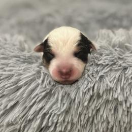 Girl 1 - Australian Cattle Dog puppy from Intermountain Australian Cattle Dogs