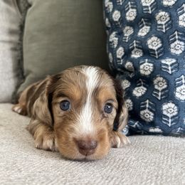 Dachshund Puppies from Southern Pearl Doxies
