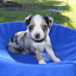 Waylon - Blue merle male Toy Australian Shepherd puppy in Forney, Texas from Texas Talent Toy Aussie's and Labs