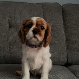 Cavalier King Charles Spaniel, Cavapoo, Companion Cross, and Pomeranian Puppies from MirVit Happy Tails Puppies