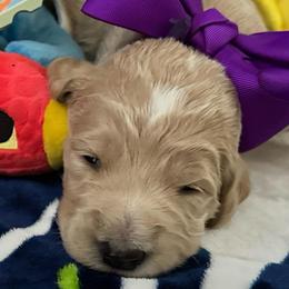 Ollie formally known as Prince Aladdin - Cream male Goldendoodle puppy in Puyallup, Washington from Dawnie’s Doodles