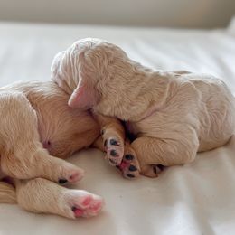 Goldendoodle Puppies from Northern California Doodles & Poodles
