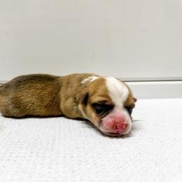 Draco - Red male Pembroke Welsh Corgi puppy in Pahrump, Nevada from Desert Sunset Pembroke Welsh Corgis