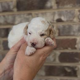 Mike - Yellow and white male Bernedoodle puppy in Cartersville, Georgia from Simply Blessed Doodles