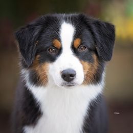 Supreme - Miniature American Shepherd