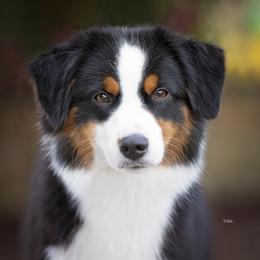 Supreme - Miniature American Shepherd
