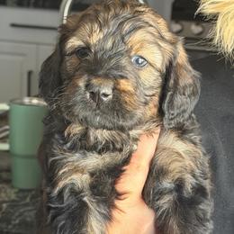 Bear - Tri-color male Bernedoodle puppy in Phelan, California from PuppyPaws4U