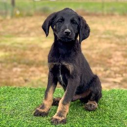 Brown collar - Brindle male Anatolian Shepherd Dog puppy in Spokane, Washington from 4D Cattle Dogs