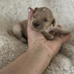 Diamond - Cream female Goldendoodle puppy in Waynesboro, Virginia from Forest Creek Kennel