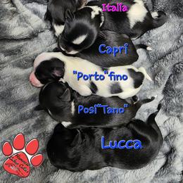 Havanese Puppies from Havanese Cuban Cuties