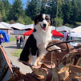 Ace - Miniature American Shepherd