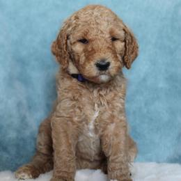 Honey - Apricot female Goldendoodle puppy in Cherry Creek, New York from Doodles Pups of NY
