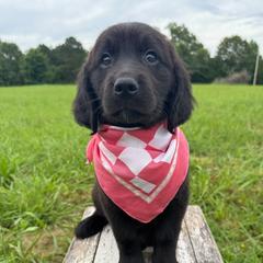 Elsa - female Golden Mountain Doodle puppy in Benton, Arkansas from B&K Doodles, LLC