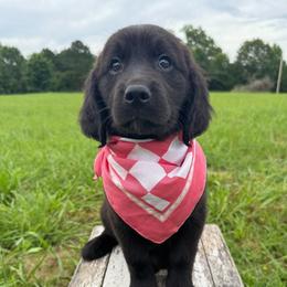 Elsa - female Golden Mountain Doodle puppy in Benton, Arkansas from B&K Doodles, LLC