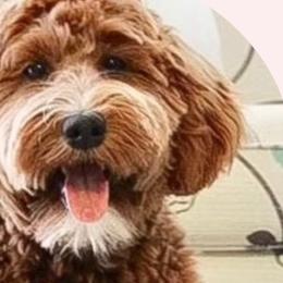 Willow - Goldendoodle