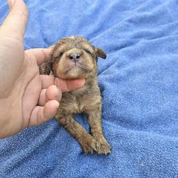 Light blue boy 1950 - Chocolate merle male Bernedoodle puppy in Lafayette, Alabama from Williams Lake Kennels