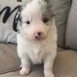 Dyna - White and blue merle female Border Collie puppy in Jonesboro, Arkansas from Hampton Border Collies