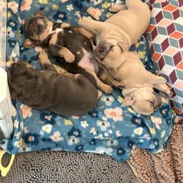 French Bulldog Puppies from Foster Lake Frenchies