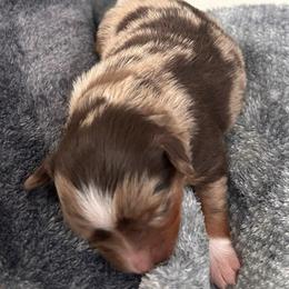 Girl 2 - Red merle female Toy Australian Shepherd puppy in Sulphur, Louisiana from Triple J Aussies and Corgis