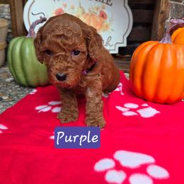 Purple - Apricot female Goldendoodle puppy in Little Rock, Arkansas from Adorable Mini Doodles LLC