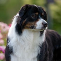 Sydney - Australian Shepherd