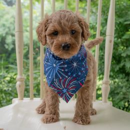 Lightning - Apricot male Australian Labradoodle puppy in Chelsea, Michigan from Michigan Labradoodles