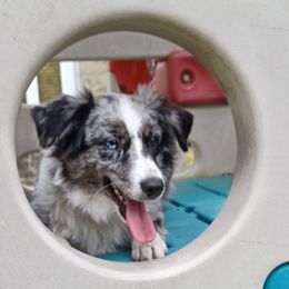 Boy 2 - male Australian Shepherd puppy in Cleveland, Ohio from Double Moon