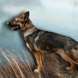 German Shepherd Puppies from Persevere Kennels