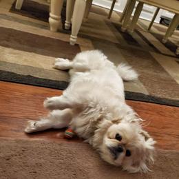 Pekingese from Thomas's Pekingese