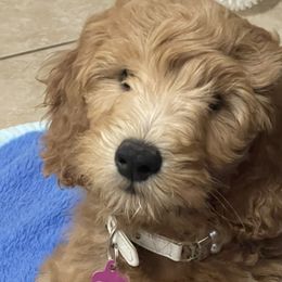 Goldendoodles from Paradise Ranch Puppies