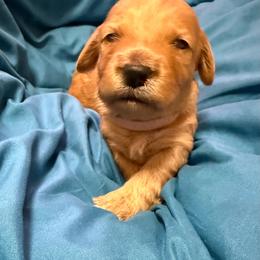 Pink collar - Apricot female Goldendoodle puppy in Indianapolis, Indiana from ZuGolden Retrievers & Doodles
