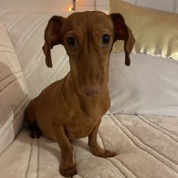 Winky - Dachshund