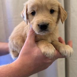 Daisy - Golden female Golden Retriever puppy in Mc Neal, Arizona from K&N Golden Retriever Companion